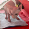 Sphynx Adorable Male Sphynx Kitten