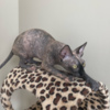 Sphynx Adorable Female Sphynx Kitten