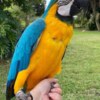 Macaw Blue And Gold Macaw For Sale