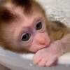 Monkey Pigtail macaque monkey for sale