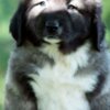 Caucasian Shepherd Dog Caucasian Shepherd puppies
