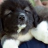 Caucasian Shepherd Dog Caucasian Shepherd puppies