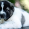 Caucasian Shepherd Dog Caucasian Shepherd puppies