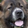 Caucasian Shepherd Dog Caucasian Shepherd puppies