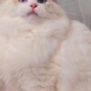 Ragdoll very beautiful ragdoll