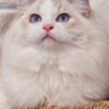 Ragdoll very beautiful ragdoll