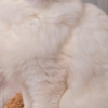 Ragdoll very beautiful ragdoll