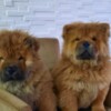 Chow Chow Chow Chow puppies