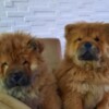 Chow Chow Chow Chow puppies