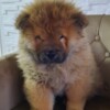 Chow Chow Chow Chow puppies