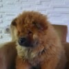 Chow Chow Chow Chow puppies