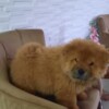 Chow Chow Chow Chow puppies