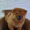 Chow Chow Chow Chow puppies