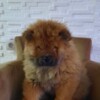 Chow Chow Chow Chow puppies