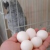 Cockatoo Fertile Parrot Eggs For Sale