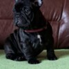 French Bulldog French Bulldog puppies