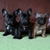 French Bulldog French Bulldog puppies
