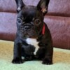 French Bulldog French Bulldog puppies