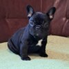 French Bulldog French Bulldog puppies