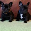 French Bulldog French Bulldog puppies