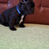 French Bulldog French Bulldog puppies