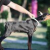 Doberman Pinscher Doberman puppies