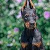 Doberman Pinscher Doberman puppies