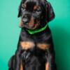 Doberman Pinscher Doberman puppies for sale