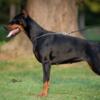 Doberman Pinscher Doberman puppies for sale