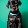Doberman Pinscher Doberman puppies for sale