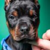 Doberman Pinscher Doberman puppies for sale