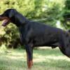 Doberman Pinscher Doberman puppies for sale