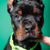 Doberman Pinscher Doberman puppies for sale