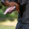 Doberman Pinscher Doberman puppies for sale