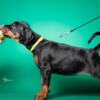 Doberman Pinscher Doberman puppies for sale