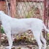 American Bulldog American Bulldog females for sale