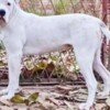 American Bulldog American Bulldog females for sale
