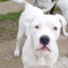 American Bulldog American Bulldog females for sale