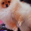 Pomeranian Pomeranian Spitz