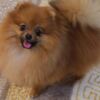 Pomeranian Pomeranian Spitz