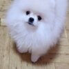 Pomeranian Pomeranian Spitz
