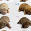 Other American Bully puppies