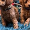 Poodle Toy Poodle puppies