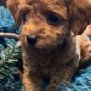 Poodle Toy Poodle puppies