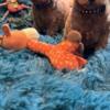 Poodle Toy Poodle puppies