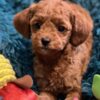 Poodle Toy Poodle puppies