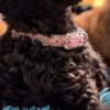 Poodle Toy Poodle puppies