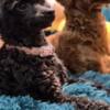 Poodle Toy Poodle puppies
