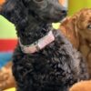 Poodle Toy Poodle puppies