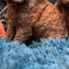 Poodle Toy Poodle puppies